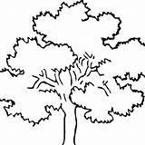 Tree Drawing Forest Trees Oak Coloring Clipart Awesome Pages Acorn Clipartbest Watering Ikids Colouring sketch template