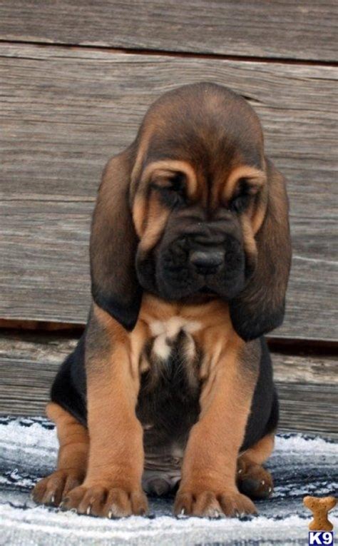 bloodhound puppy favethingcom