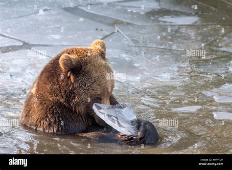 brown bear ursus arctos plays   icy water  res stock photography