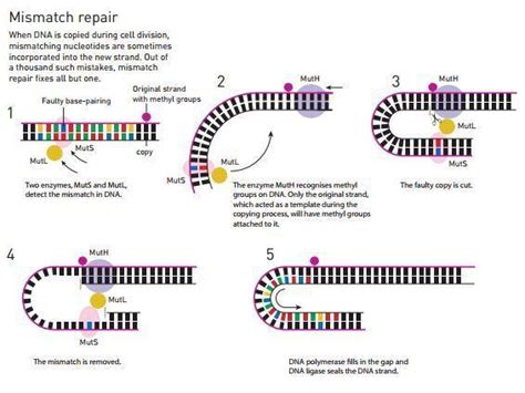 cell repair cell repair process