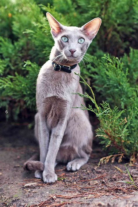 oriental shorthair cat breed information characteristics daily paws
