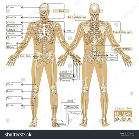 diagram human skeleton main parts skeletal stock vector