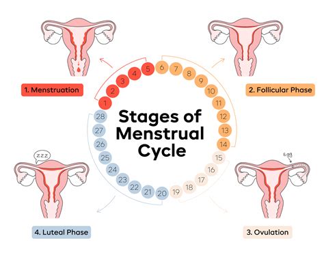 the 4 stages of the menstrual cycle aunt flow