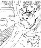 Coloring Koala Pages Zoo Bear Printable Wildlife Animals Kids sketch template