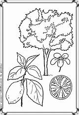 Photosynthesis Coloring Getcolorings Pages Getdrawings Sheet sketch template