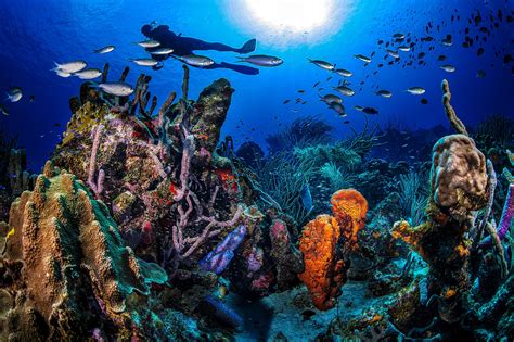 captivating facts  curacao underwater park factsnet