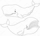 Whale Bowhead Whales sketch template