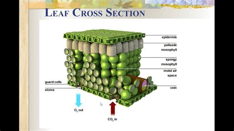 leaf cross section youtube