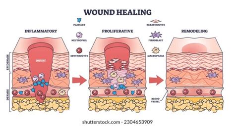 skin cell wound repair images stock   objects vectors