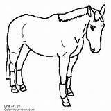 Horse Warmblood Leg Coloring Wraps Pages Index Own Color sketch template