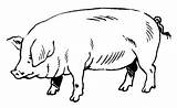 Cochon Puerco Animaux Boucherie Tendances sketch template