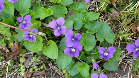 Wild Violet Nc State Extension Publications