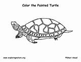 Turtle Painted Coloring Eastern Sponsors Wonderful Support Please Graphics sketch template