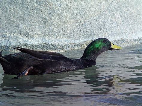 Melanistic Mallard A Black Duck With A Green Head At