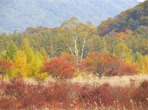 草紅葉に真白き貴婦人