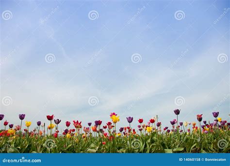 rainbow fields stock photo image  pink summer easter