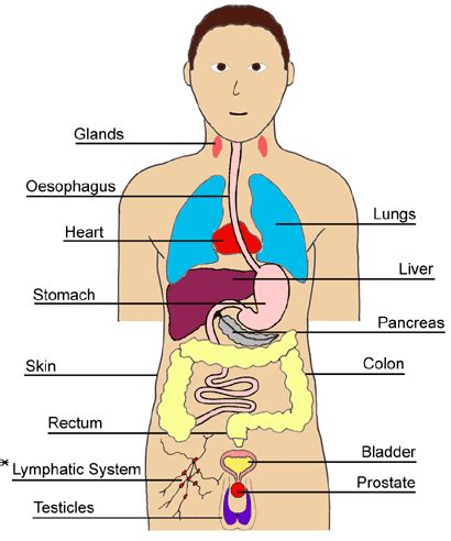 diagram  body parts clipart