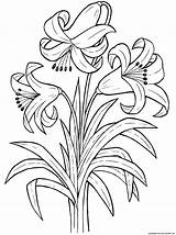Flowers Plants Lily Coloring Pages Flower sketch template