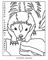 Skunk Possum Opossum Stinktiere Colocolo Ausmalbilder Getcolorings Monito Coloringhome sketch template