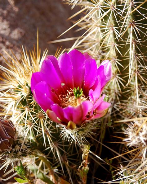 cactus photographics cactus flowers  cascade  purple