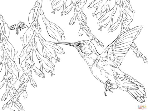 printable pictures  hummingbirds