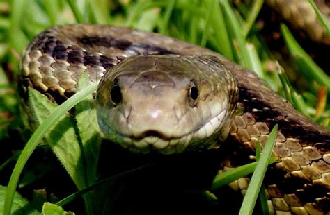 snake face photograph  bruce  krucke fine art america