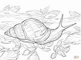 Snail Coloring Pages Printable Snails Colouring Choose Board Garden Nature sketch template