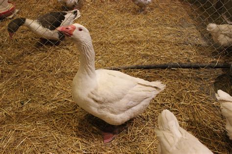 embden geese sixfeathersfarm