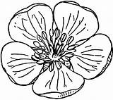 Flower Clipart Apple Flowers Tree Drawing Blossom Coloring Hawthorn Pages Large Sketch Etc Clipground Hopkins Gif Getdrawings Usf Edu Medium sketch template