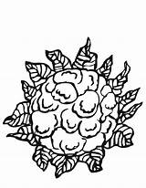Cauliflower Colorare Chou Cavolfiore Peas Pahe Kobis Printmania sketch template