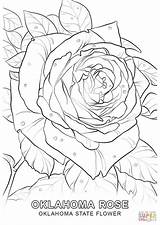 Oklahoma Coloring State Flower Pages Drawing Rose Printable Vermont Flag Sheets Getdrawings Indiana Getcolorings Template Color Choose Board Marvelous sketch template