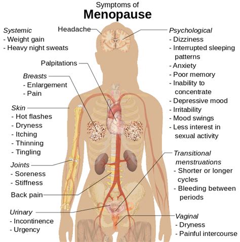 file symptoms of menopause vector svg wikimedia commons