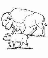 Buffalo Coloring Pages Bison Baby Drawing Kids Taking Care Color Her Printable Getcolorings Getdrawings Pag Cape sketch template