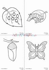 Butterfly Cycle Life Colouring Pages Set Activity Kids Become Village Explore Animals sketch template