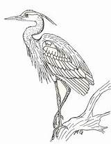 Heron Blue Coloring Drawing Great Sketch Bird Drawings Outline Herons Clipart Pages Tattoo Birds Stencil Colouring Sketches Search Watercolor Animal sketch template