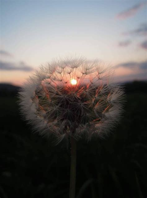 dandelion   sun setting