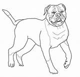 Bulldog Coloring American Pages Drawing Printable English Mastiff French Bulldogs Para Kleurplaat Puppy Dog Americano Colorir Desenhos Old Color Desenho sketch template