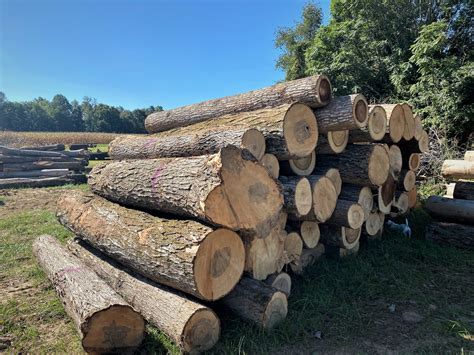 benefits  sustainable timber harvests