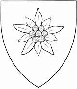 Edelweiss Flower Drawing Sketch Mistholme Getdrawings Flowers Paintingvalley Columbine Shield Haplogroup Subclade Badge Interest Any Drawings Types Accepted Dra sketch template