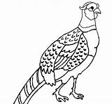 Pheasant Coloring Coloringcrew Colored Yuan Pages Book Colorear Print Animals Painted Getcolorings sketch template