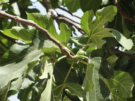 plants  jerusalem israel    picture   fig tree