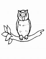 Owl Coloring Branch Pages Tree Drawing Bird Getdrawings Birds sketch template