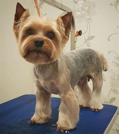 yorkie haircuts  males  females page   paws