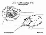 Horseshoe Labeling sketch template