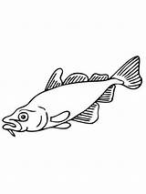 Fish Carp Coloring Supercoloring Pages Color sketch template