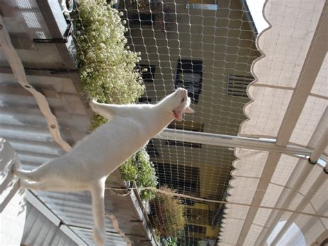 Paletto di recinzione in acciaio a 't' con giardino e piscine > cancelli, recinzioni e frangivista > reti e accessori > paletti e accessori per reti . Reti di recinzione - Rete per GATTI - modello TRASPARENTE - G 1