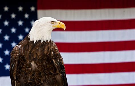 royalty free bald eagle american flag pictures images and