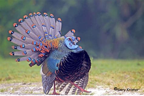 The Ocellated Turkey Puts The Trip In Tryptophan