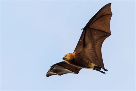 flying foxes adorable  wont save   extinction threats