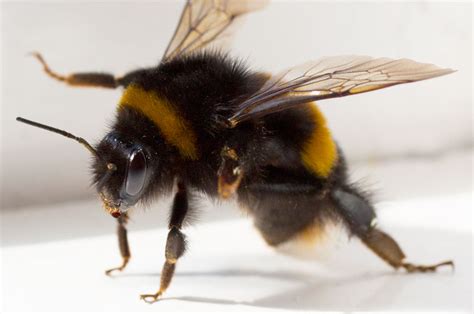 nommieworld  visiting giant bumble bee